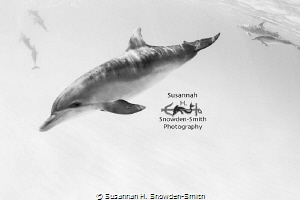 "Dolphins In High-Key" - Spotted dolphins frolic in the w... by Susannah H. Snowden-Smith 